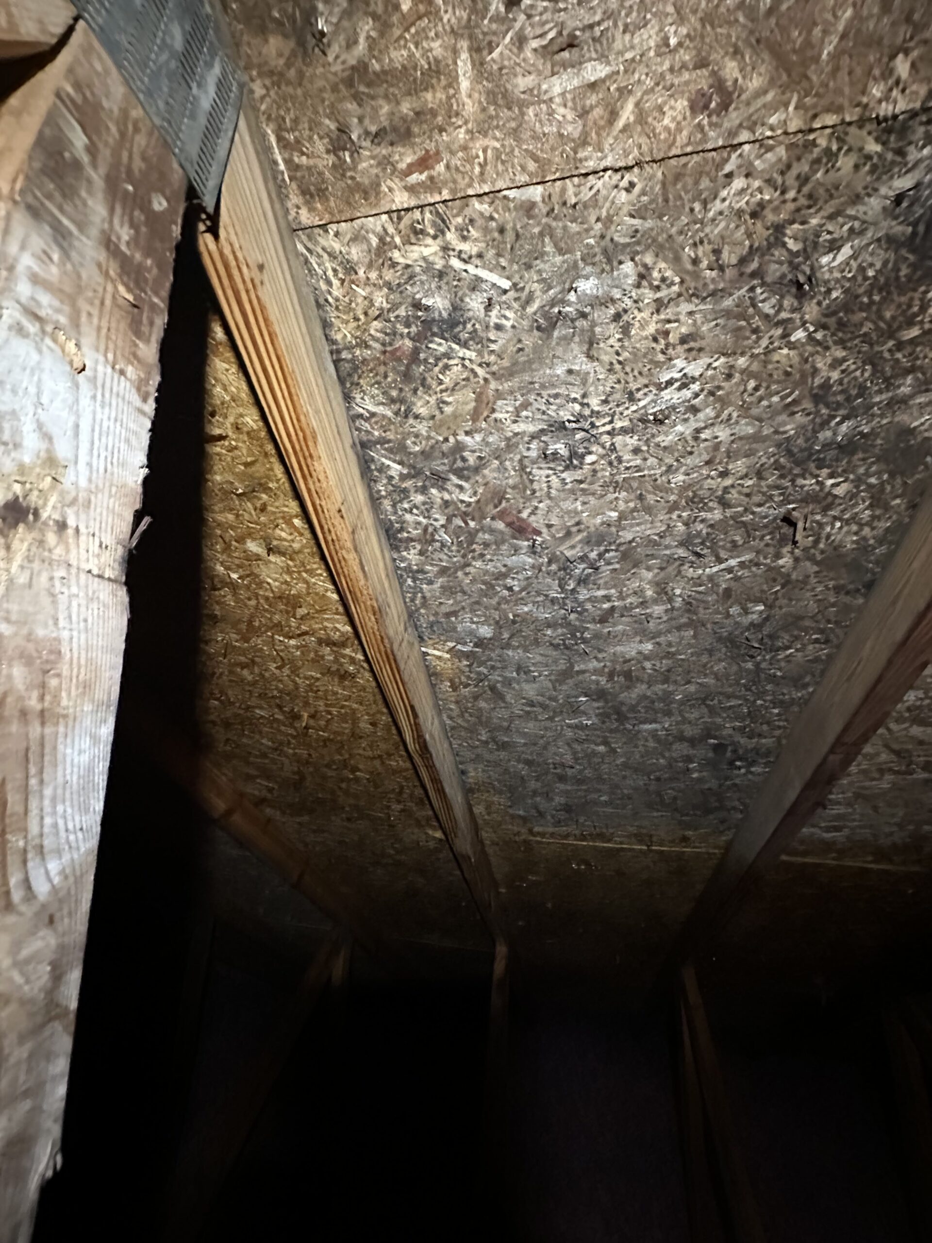 Mold Before scaled
