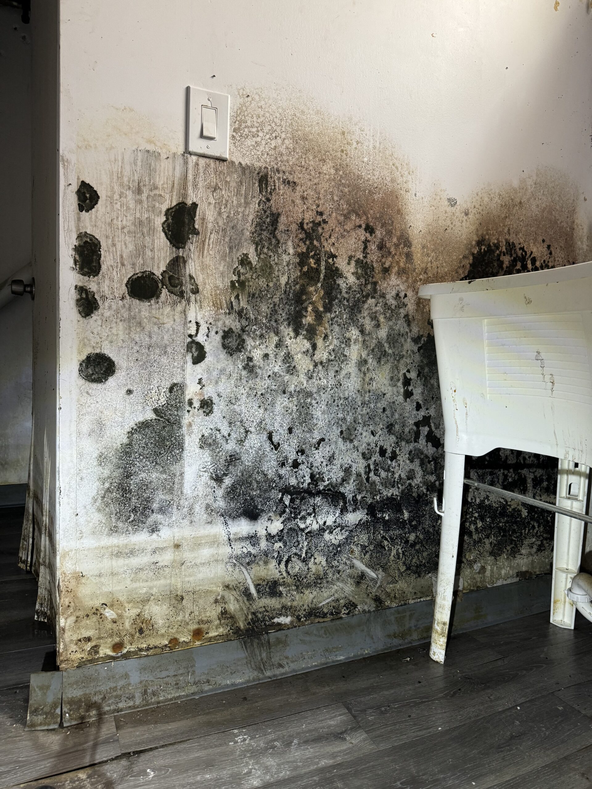 Mold testing service