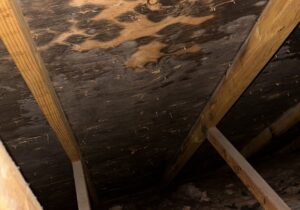 Metro Detroit Mold Removal