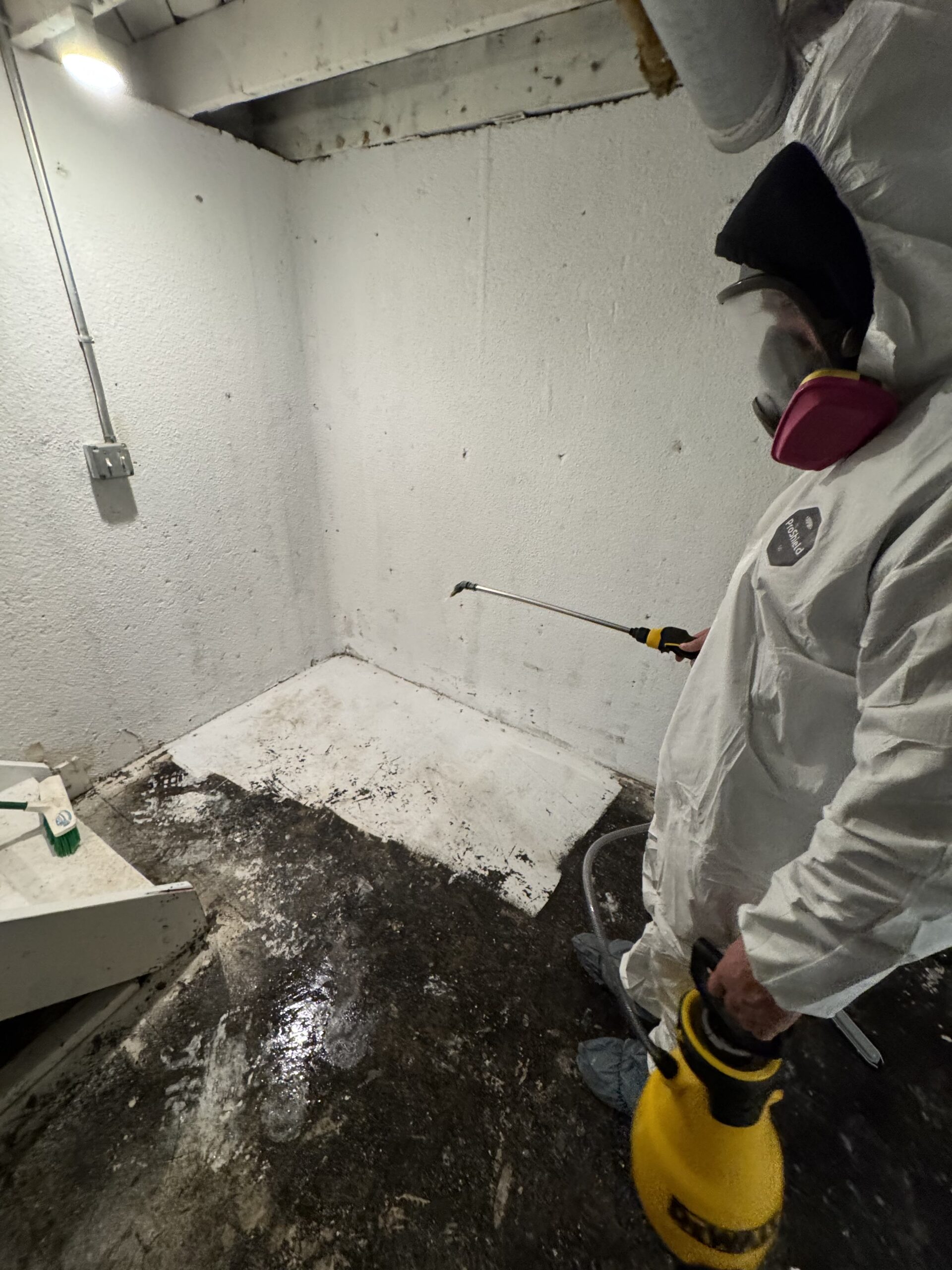 Mold remediation service