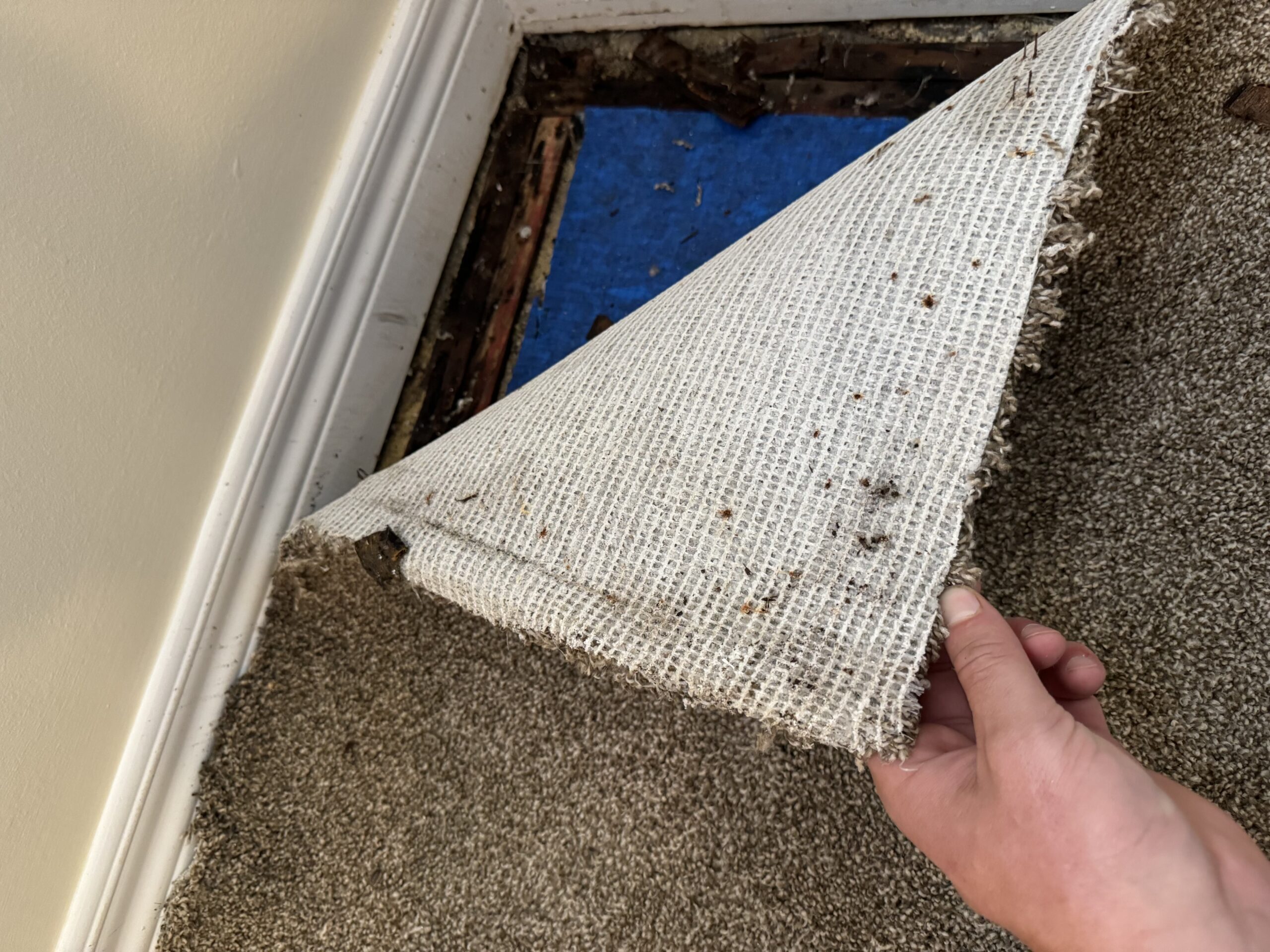 Hidden mold damage under carpet in Metro Detroit property