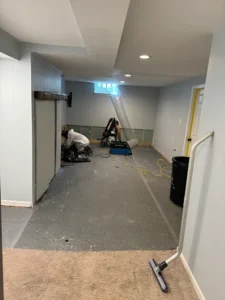 Black mold experts