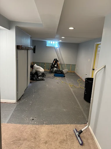 Black Mold Experts