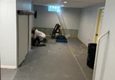 Black Mold Experts